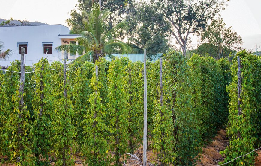 Private Tour: 4 Days Phu Quoc Pristine Beaches