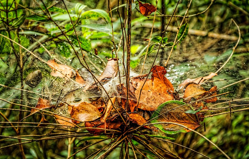 Full-day Bach Ma National Park Trekking Tour From Da Nang