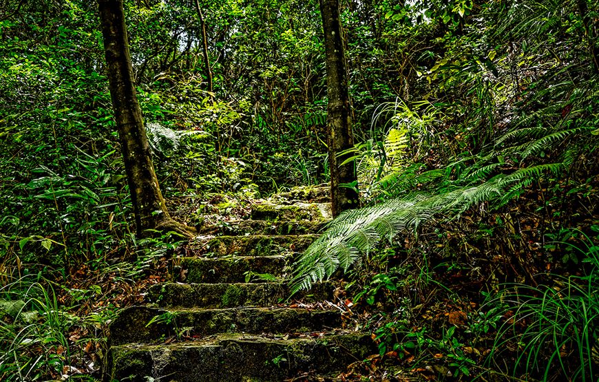 Full-day Bach Ma National Park Trekking Tour From Da Nang