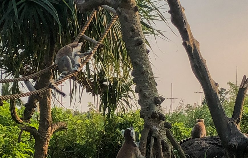 River Safari With Candle-lit Beach Dinner From Hoi An