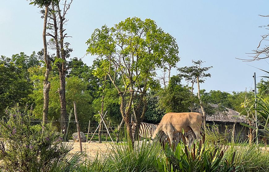 River Safari With Candle-lit Beach Dinner From Hoi An