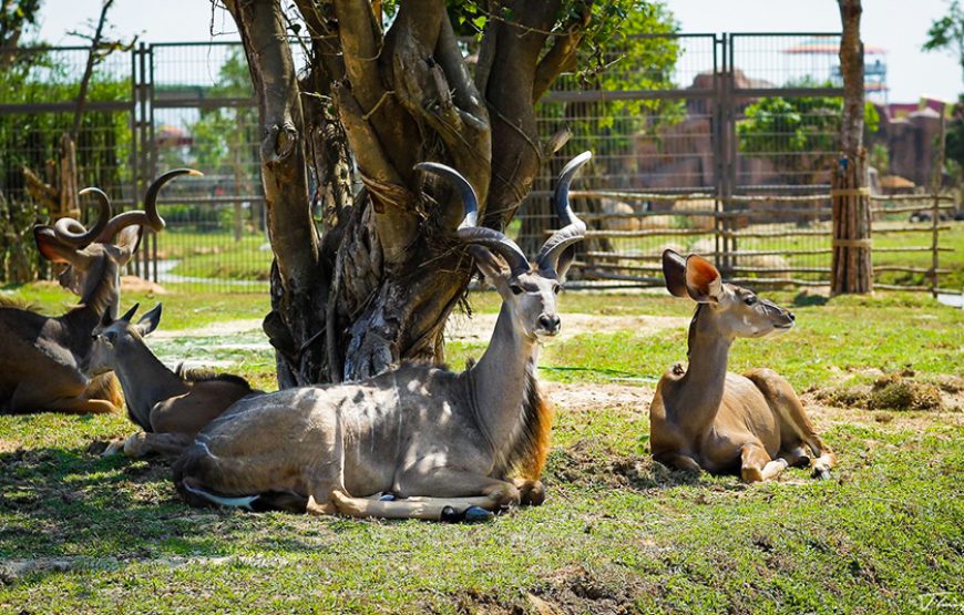 Private tour: River Safari With Candle-lit Beach Dinner From Hoi An