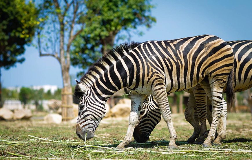 Private tour: River Safari With Candle-lit Beach Dinner From Hoi An