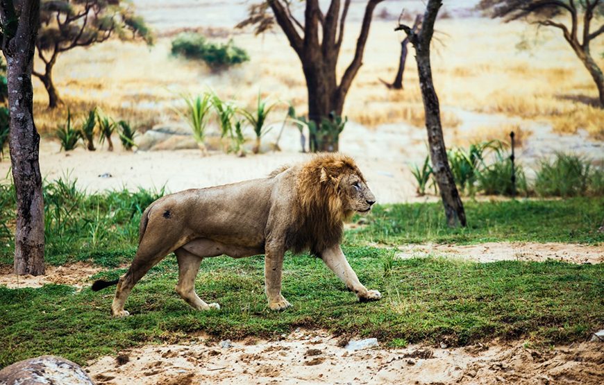 Private tour: River Safari With Candle-lit Beach Dinner From Hoi An