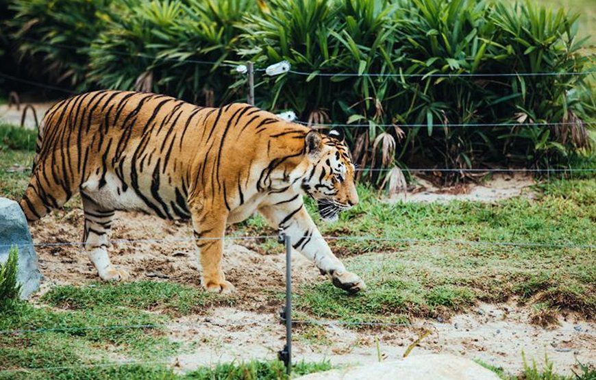 Private tour: River Safari With Candle-lit Beach Dinner From Hoi An