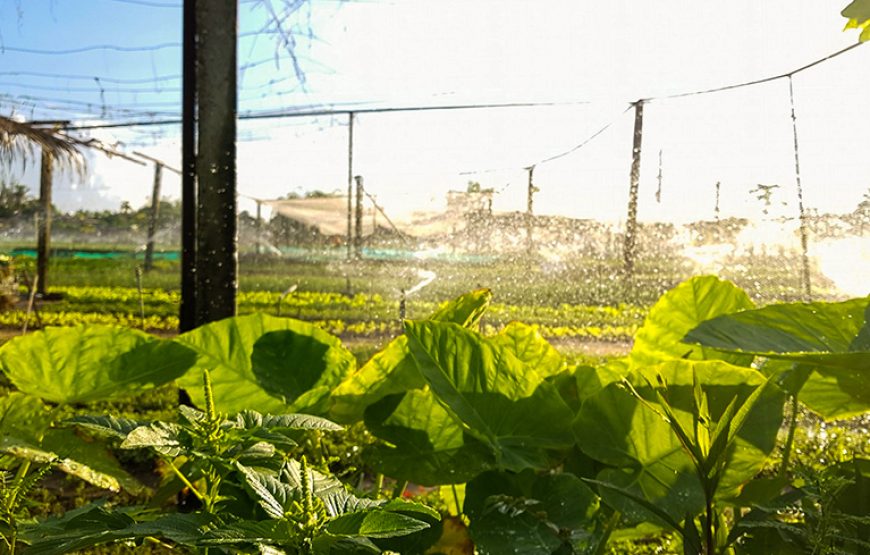 Half-day Exploring Local Life Including Cycling And Boat Trip From Hoi An