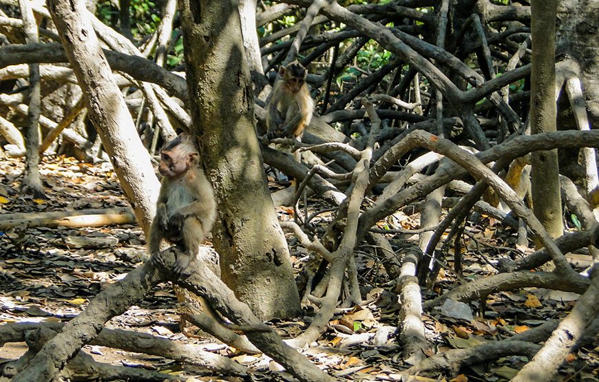 Private tour: Full-day Can Gio – Monkey Island Excursion From Ho Chi Minh City