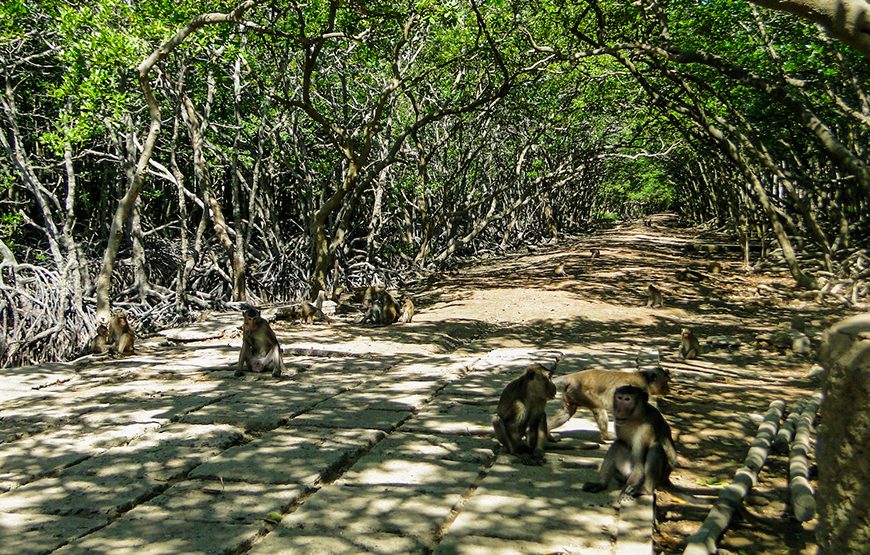 Private tour: Full-day Can Gio – Monkey Island Excursion From Ho Chi Minh City