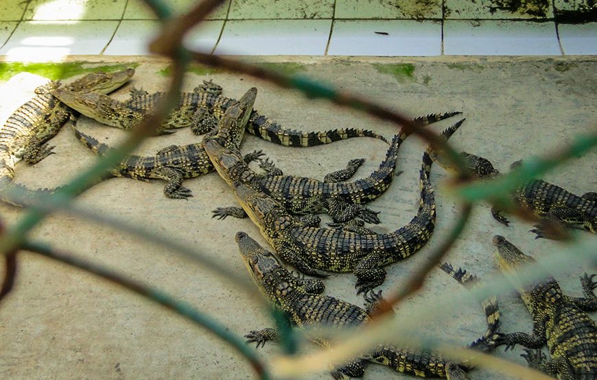 Private tour: Full-day Can Gio – Monkey Island Excursion From Ho Chi Minh City