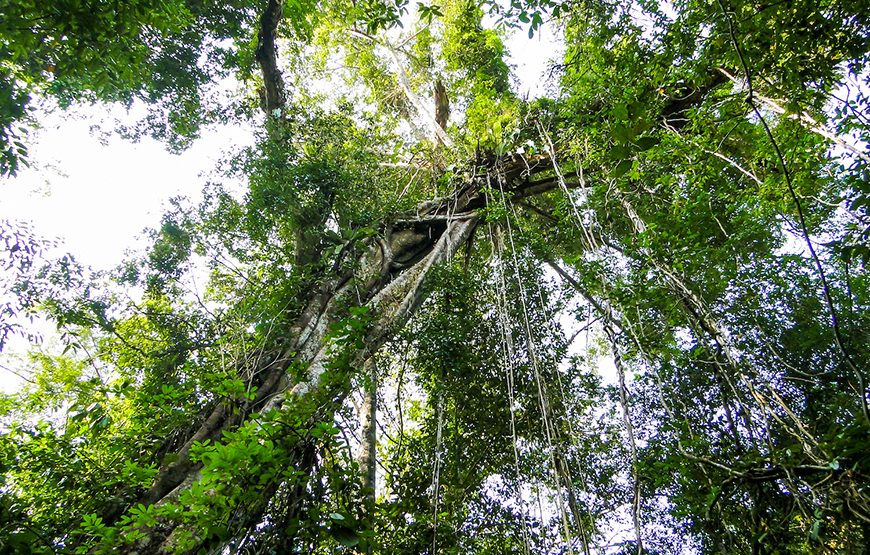 Two-day Nam Cat Tien National Park From Ho Chi Minh City