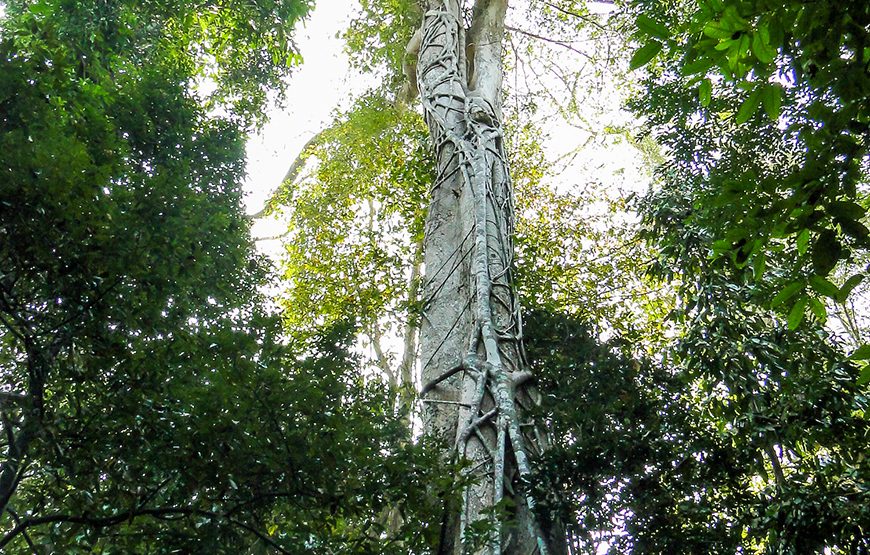 Two-day Nam Cat Tien National Park From Ho Chi Minh City