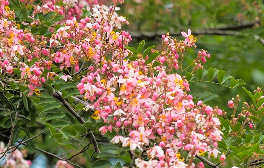 Two-day Nam Cat Tien National Park From Ho Chi Minh City