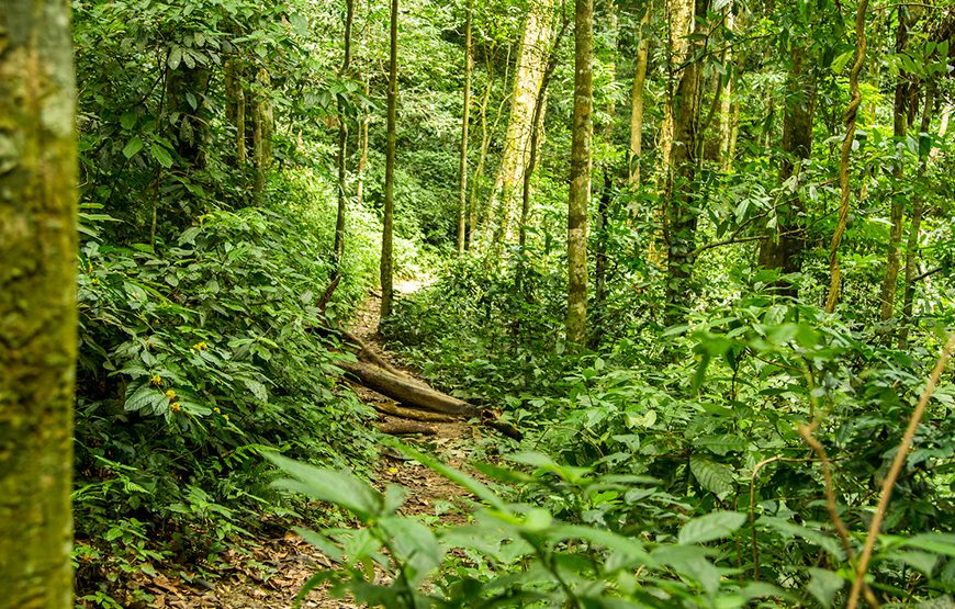 Private tour: Full-day Cuc Phuong National Park From Ha Noi