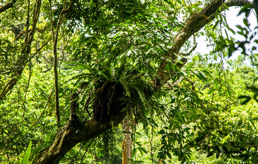 Private tour: Full-day Cuc Phuong National Park From Ha Noi