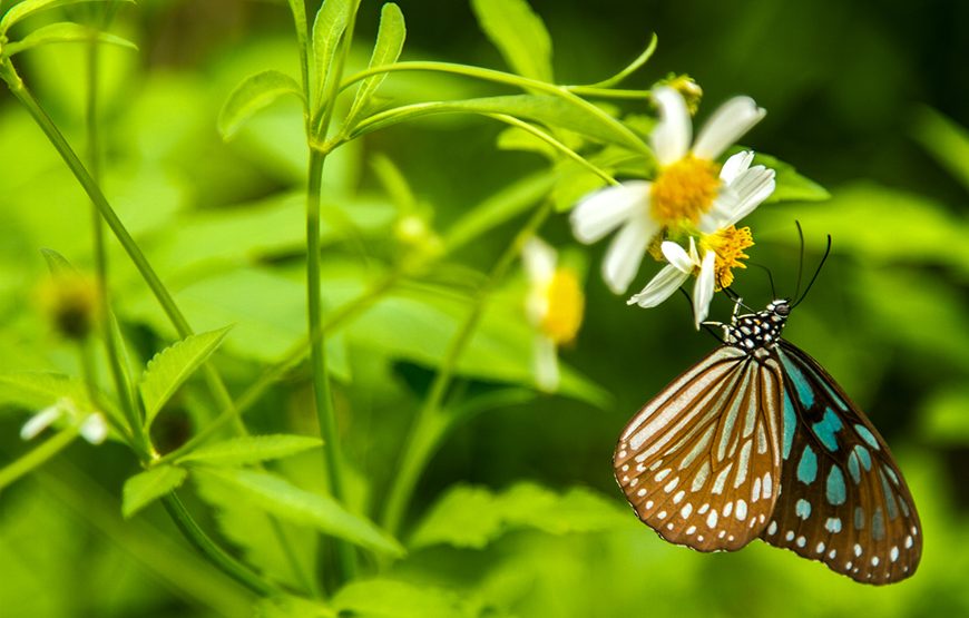 Private tour: Full-day Cuc Phuong National Park From Ha Noi