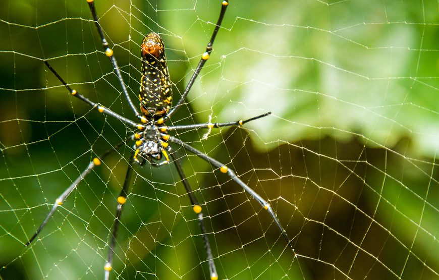 Private tour: Full-day Cuc Phuong National Park From Ha Noi