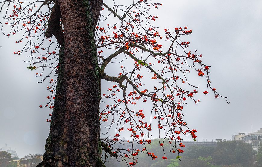 Private tour: Half-day Ha Noi City Tour