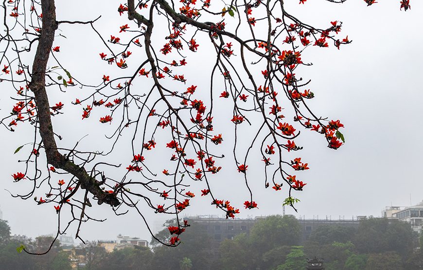 Private tour: Half-day Ha Noi City Tour