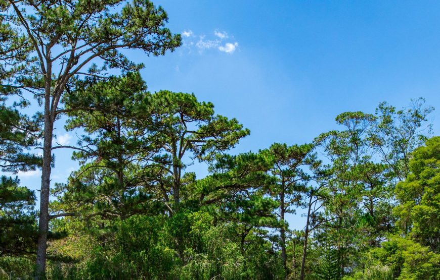 Private tour: Half-day Da Lat City Tour