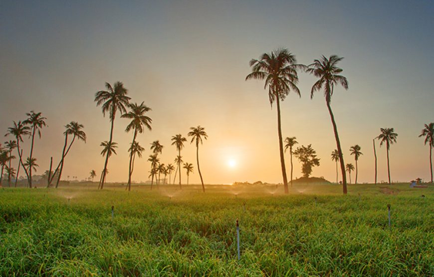 Three-day Ly Son Island, An Binh Island & Quy Nhon Tour From Da Nang