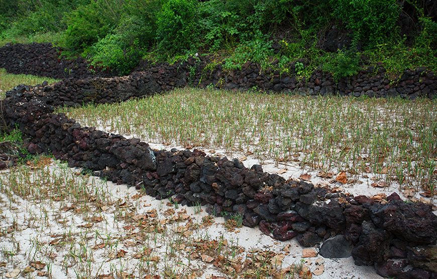 Private tour: Three-day Ly Son Island & Quy Nhon From Hoi An