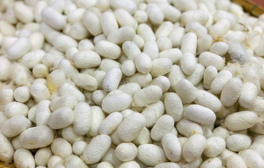 Half-day Silk Cloth Producing Process Discovery Tour From Hoi An