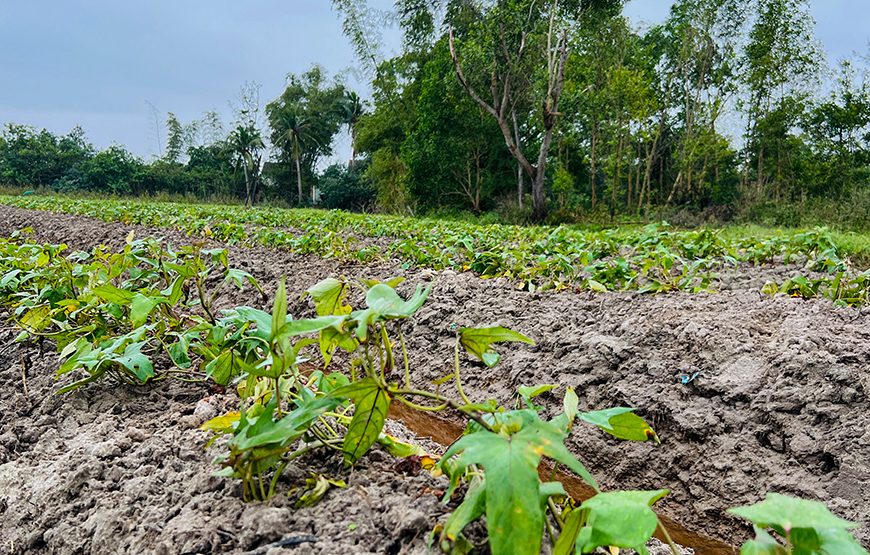 Full-day Countryside Trip To Hoi An’s South And An Exploration Of Sampan Producing