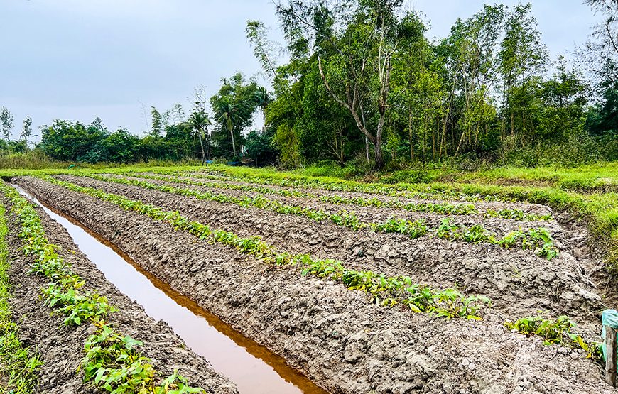 Full-day Countryside Trip To Hoi An’s South And An Exploration Of Sampan Producing