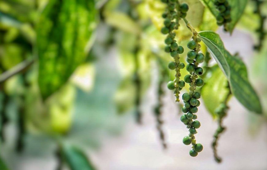 Private tour: Half-day Phu Quoc – East Island Discovery