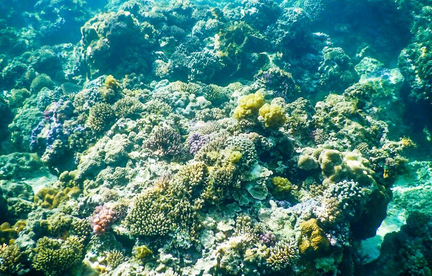 Scuba Diving – In The North Phu Quoc