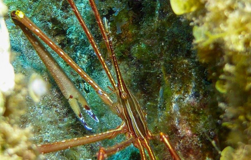 Scuba Diving – In The North Phu Quoc