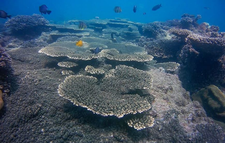 Scuba Diving – In The North Phu Quoc