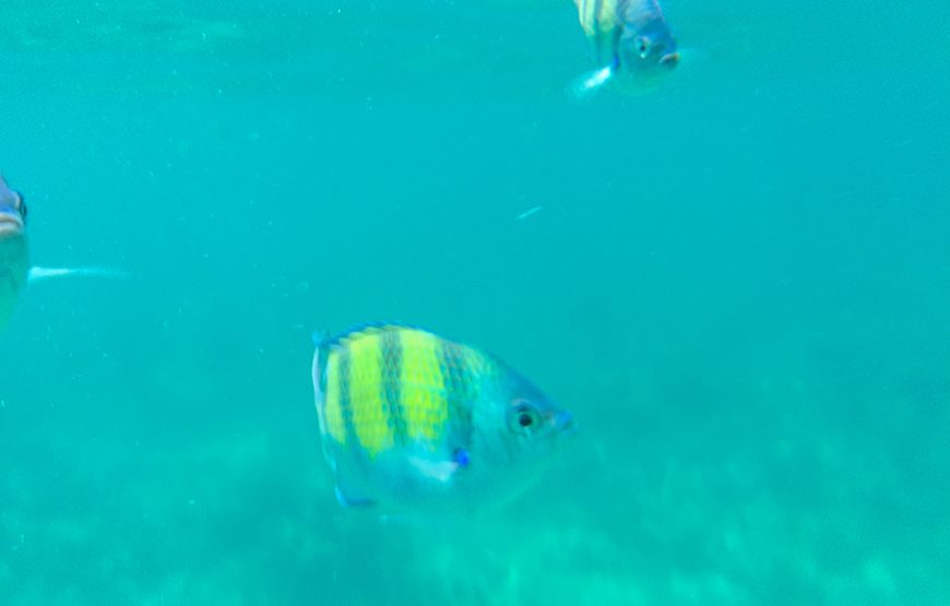 Scuba Diving – In The South Phu Quoc