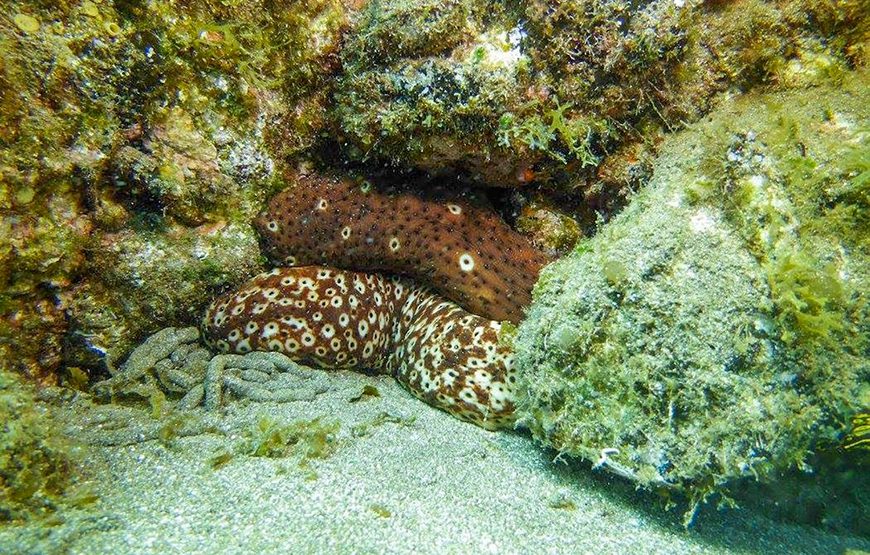 Scuba Diving – In The South Phu Quoc