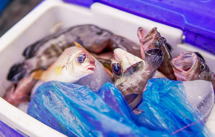 Full-day Snorkeling & Fishing Tour In Southern Phu Quoc Island