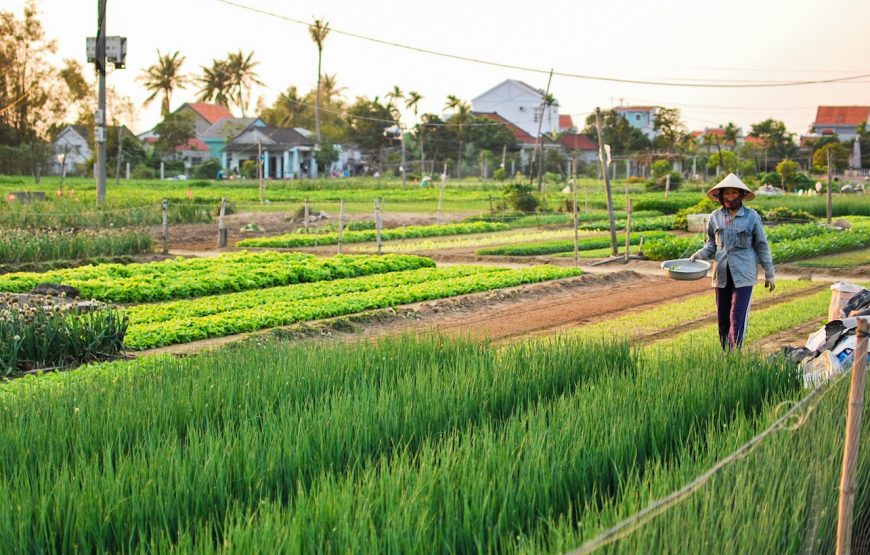 Da Nang: Marathon & Central Vietnam Explore 4-Night Package