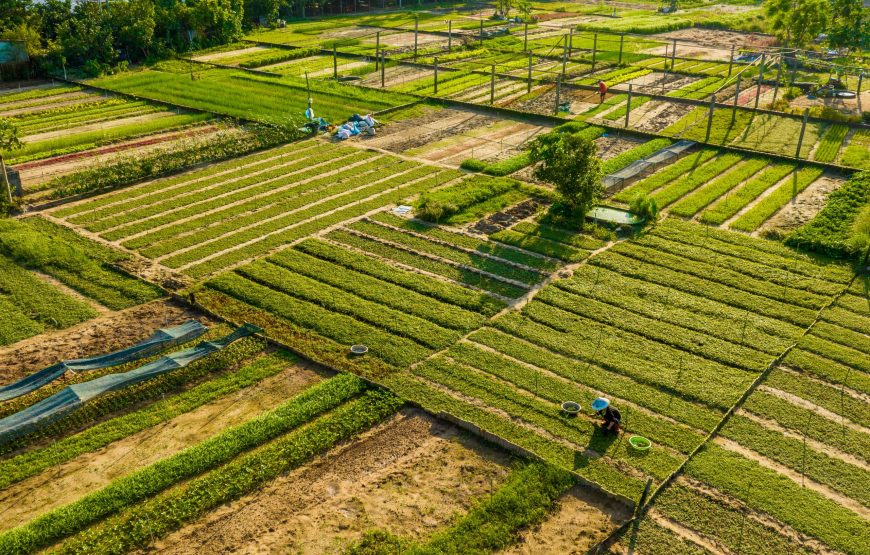 Da Nang: Marathon & Central Vietnam Explore 4-Night Package